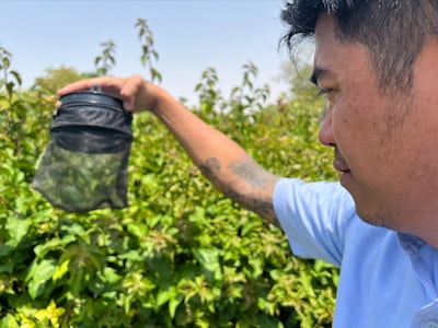 Mark Ewin, a field quality assurance supervisor at Rentokil Boecker, with smart mosquito traps posted in The Villas community of Dubai. Andrew Scott / The National