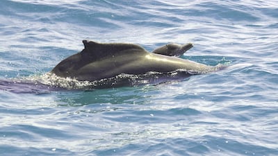 Other mammals found in the Arabian Gulf include the Indian Ocean humpback dolphin, pictured here. Courtesy: Environment Agency Abu Dhabi