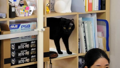 There is a downside to workplace cats ...