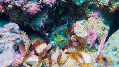 Under the partnership, Azraq's volunteer, corporate and school members will have access to the Freestyle Divers Marine Conservation Academy. Courtesy Freestyle Divers