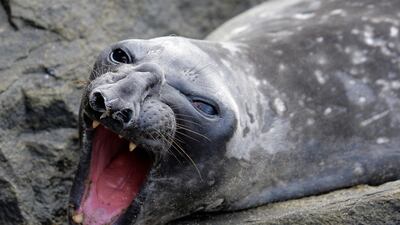 A Southern Elephant Seal (Mirounga leonina) basking under the sun on the rocks of the beach at Bambalapitiya in Colombo, Sri Lanka. EPA