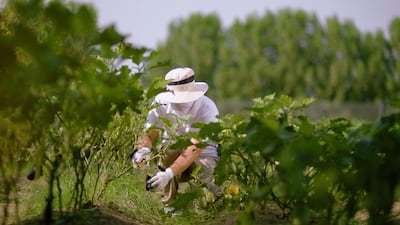 Technology-enabled farming in the emirate of Abu Dhabi. Photo Silal