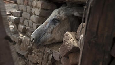 Tears of coal dust run down a donkey's face as it looks out of its shelter.