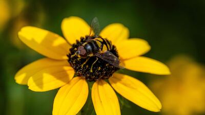A batman hoverfly rests on a flower in Annapolis, in the US state of Maryland. AFP