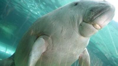 Abu Dhabi has an estimated population of 2,500 dugongs, along its coast. Australia has the largest population of the marine mammal. Above, 'Wuru' acquaints herself with the Mermaid Lagoon exhibit in Sydney.