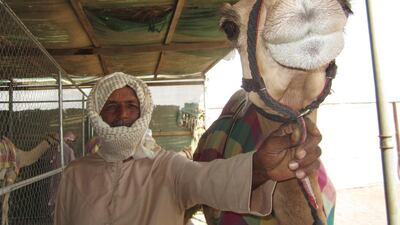 Bu Rashed trusts his own camels to the care of Ali Sumar, 45, a handler from Peshawar, Pakistan who has worked in the Emirates for 30 to 35 years. ( Anna Zacharias / The National / September 6 2014 )
