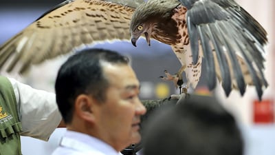 Visitors taking photos of the eagles during the eagle show by Al Ain zoo during the ADIHEX 2019 held at ADNEC in Abu Dhabi. ( Pawan Singh / The National )