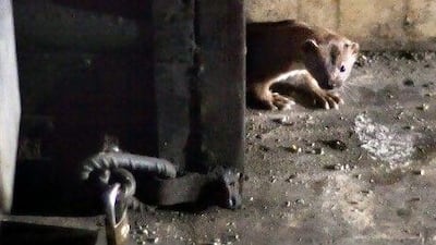 At night the streets of Cairo come alive with animals. The rats avoid the weasels, the weasels avoid the cats and the cats avoid the dogs, and all get along pretty well.