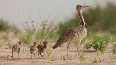 The protection of the houbara, one of the UAE's national emblems, has become the focus of a 5-year plan. Courtesy International Fund For Houbara Conservation