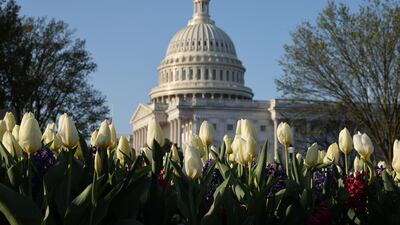 White tulips bloom across Constitution Avenue in front of the US Capitol building in Washington, DC. Getty