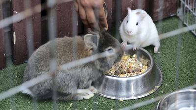 Pupils of grade 10 feeding rabbits before an English exam. Pawan Singh / The National