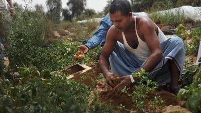 Workers unearth potatoes on the Seil Alkhairm farm of Jamil Ahmed.