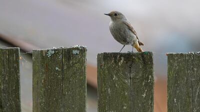 A black redstart sits on a fence in the village of Turov, Belarus. Reuters