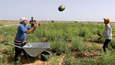 A Palestinian worker collects watermelons as farmers complain about export restrictions due to coronavirus. Reuters