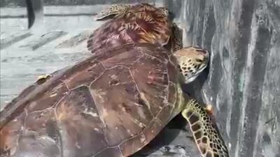 They are each about 10 centimetres long. Photo: Salam Al Amir / The National