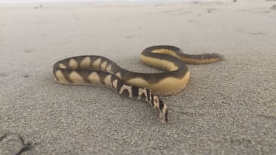 A sea snake in Abu Dhabi. The creatures are seen in Abu Dhabi coastal waters at cooler times of the year. Photo: Environment Agency Abu Dhabi