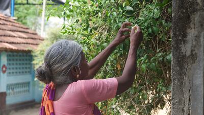 A woman plucking flowers to offer it to the temple deity at Thulasendrapuram in Tamil Nadu in southern India.