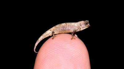 Scientists believe that the nano-chameleon (Brookesia nana) may be the smallest reptile in the world. AFP