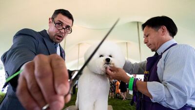 A bichon frise is groomed in the staging area. AP