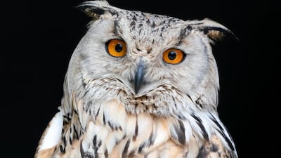 A Siberian eagle owl at the Tripsdrill wildlife park in Cleebronn, Germany. EPA