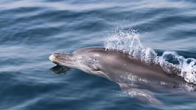 The UAE Dolphin Project aims to investigate the dolphin population along the UAE coastline. Photos by UAE Dolphin Project