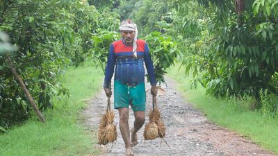 Mr Khan uses the grafting method and then sells the saplings to local orchards