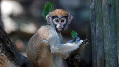 A Patas monkey is pictured at the Riga National Zoological Garden (Riga Zoo), Latvia. EPA