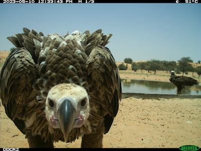A lappet-faced vulture checks out the remote camera at a Dubai Desert Conservation Reserve waterhole, while a friend looks on. Photo: DDCR