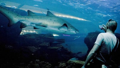 The Dubai Mall Aquarium is one of four attractions included in the cost of the summer pass. Lauren Lancaster / The National