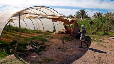 An Iraqi farmer walks into a greenhouse in Diwaniyah. Haidar Hamdani / AFP