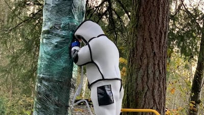 Washington State Department of Agriculture entomologist Chris Looney fills the tree cavity with carbon dioxide after vacuuming a nest of Asian giant hornets from inside it. WSDA via Reuters