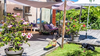Hibiscus grandiflorus shrubs can be planted even during the warm UAE spring. Getty Images