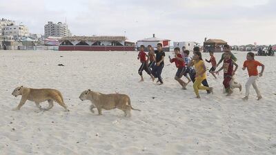 Lion cubs Mona and Max walk as children run next to them at Gaza City beach in the northern Gaza Strip, on June 15, 2015. Adel Hana/AP Photo