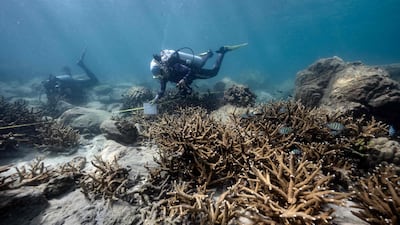 Lalita Putchim, a specialist in coral biology, says she has 'not seen anything like this before'