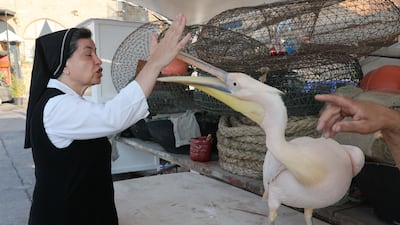 A Lebanese nun plays with a pelican, nicknamed Sawsan, on the beach at the port of Batroun, northern Lebanon. EPA