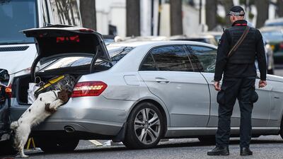 A police sniffer dog at the scene outside the Ukrainian Embassy. Getty