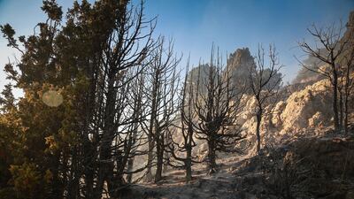 Burned trees in Jird Meshmesh, in Lebanon’s Akkar region. Khaled Taleb for The National