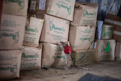 The study shows that African giant pouched rats to detect illegally trafficked wildlife, even when it has been concealed among other substances. Image: APOPO