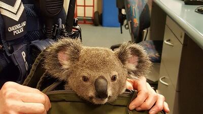 Brisbane police found the koala, now named Alfred, inside a woman's bag. It seemed to be in good health although it was a bit dehydrated. Queensland Police / AFP Photo