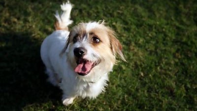 Pet owners can choose organic food and non-toxic chew toys.