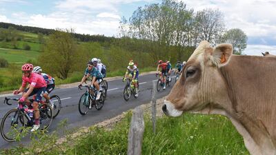 A cow keeps an eye on the action during Stage 2 of the Criterium du Dauphine on Monday, May 31. AFP