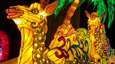 Majestic camels light up the night sky