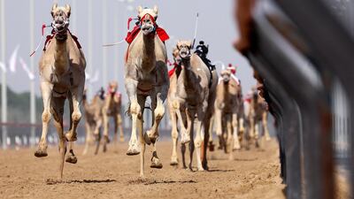 Camels equipped with robot jockeys race. AFP