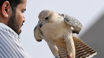 A falconeer holds a bird in the desert area outside al-Jahra, Kuwait. EPA