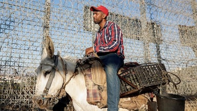 Palestinian Waleed Fuqaha and his donkey walk along an Israeli imposed fenceline as he heads to his farm in the town of Sinjil, north of Ramallah in the occupied West Bank. Attacks by Israeli settlers have made access to and cultivation of the land increasingly perilous. AFP