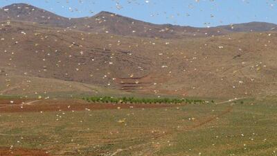 A swarm of desert locusts fly in Lebanon's northeastern town of Arsal on the border with Syria, on April 23, 2021. AFP