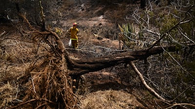 A tree, uprooted by high winds, rests on the ground as a Maui County firefighter extinguishes a fire. AFP
