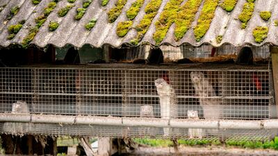 Minks are seen at a farm in Gjol, northern Denmark. AFP