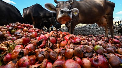 Cows eat pomegranates at a farm in the town of Tebourba, about 30 kilometers west of Tunis, on October 23, 2025. (Photo by FETHI BELAID / AFP)