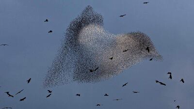 Black kites fly by a murmuration of starlings in Rahat, Israel. Menahem Kahana / AFP Photo